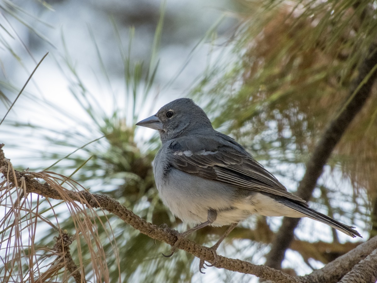 Tenerife Blue Chaffinch - J. Marcos Benito