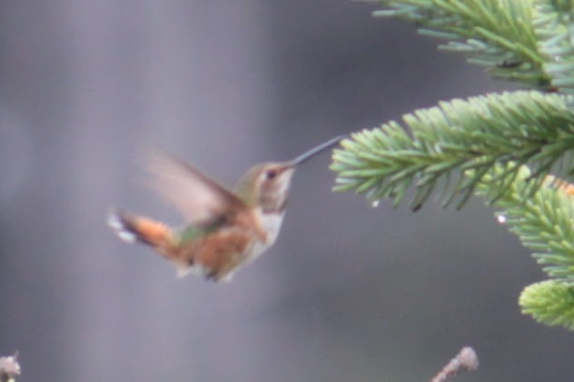 Allen's Hummingbird - ML355036031