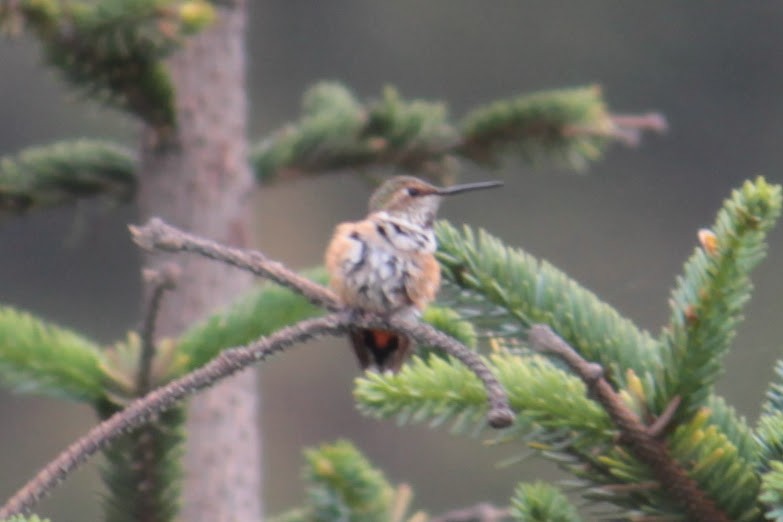 Allen's Hummingbird - ML355036041