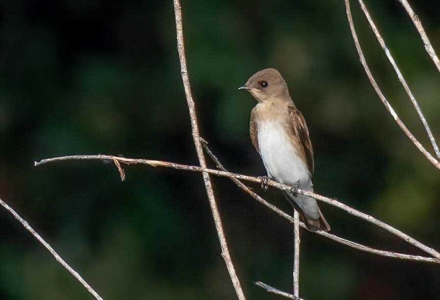 Northern Rough-winged Swallow - Alison Davies