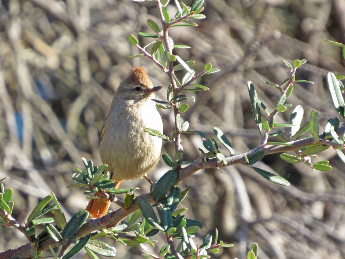 Brown-capped Tit-Spinetail - ML355042571