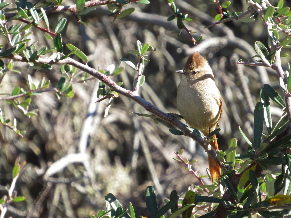 Brown-capped Tit-Spinetail - ML355042581