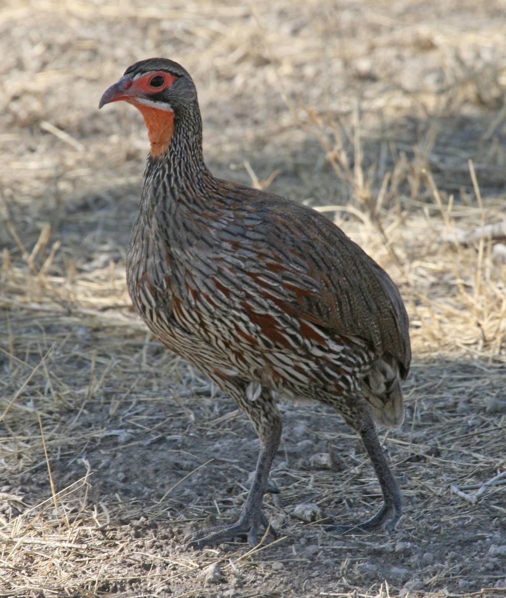 Gray-breasted Spurfowl - ML35504371