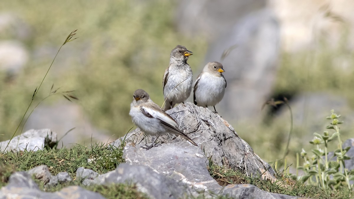 White-winged Snowfinch - ML355048151