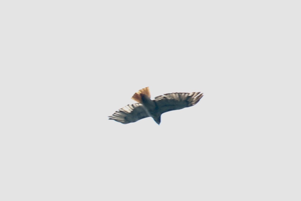 Red-tailed Hawk - Glen Chapman