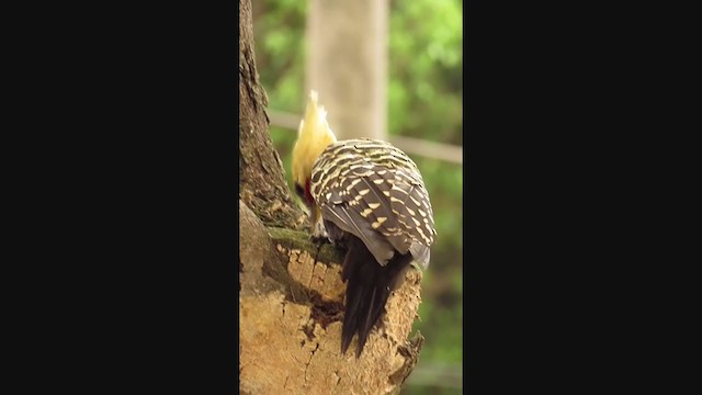 Blond-crested Woodpecker - ML355057971
