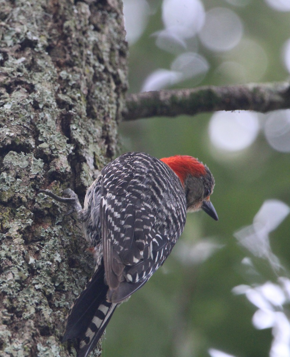 Red-bellied Woodpecker - Michael Stremciuc