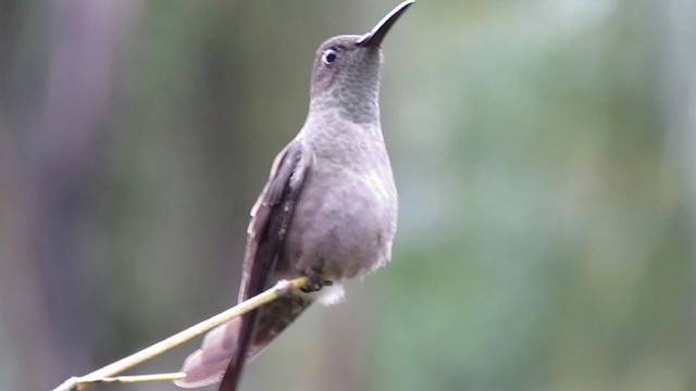 Sombre Hummingbird - ML355069011