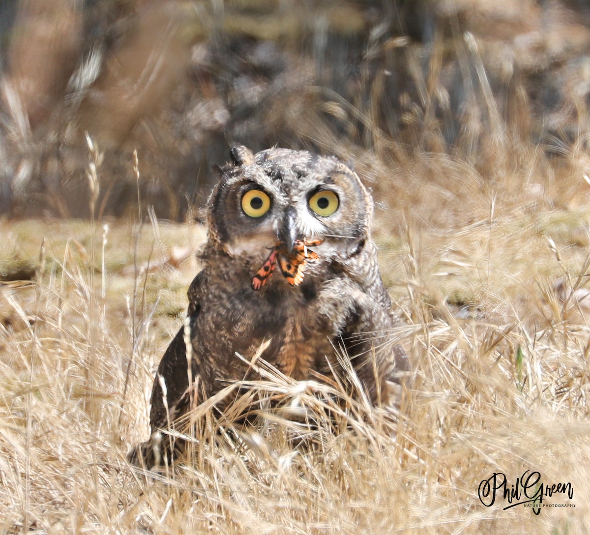 Great Horned Owl - ML355069511