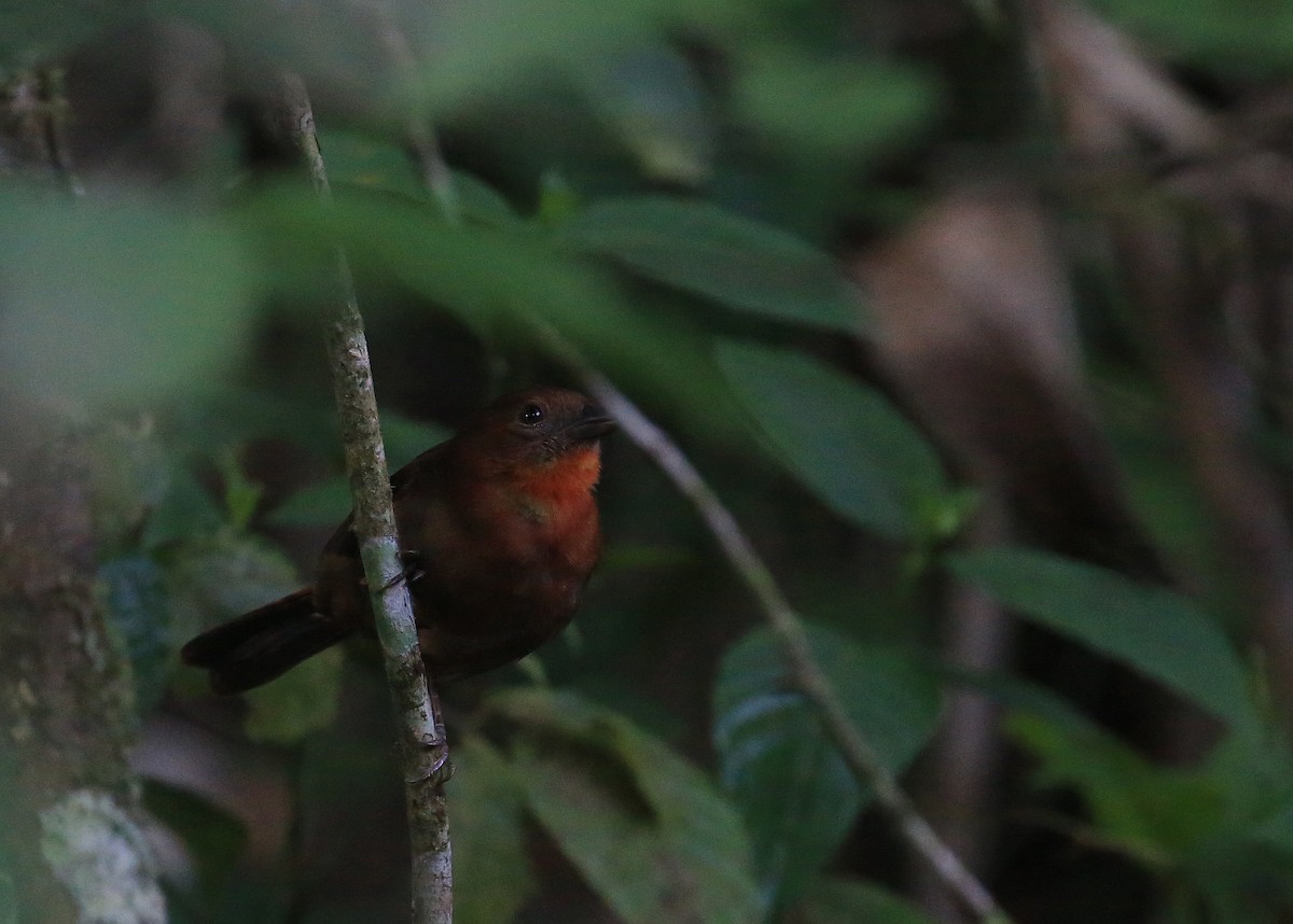 Red-throated Ant-Tanager (Red-throated) - ML35507071