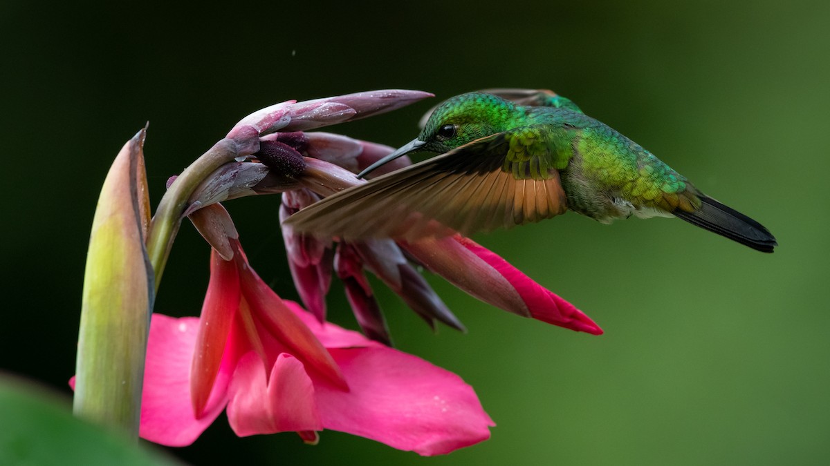 Stripe-tailed Hummingbird - Mathurin Malby