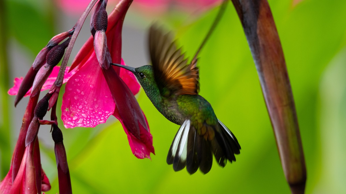 kolibřík páskoocasý - ML355072351