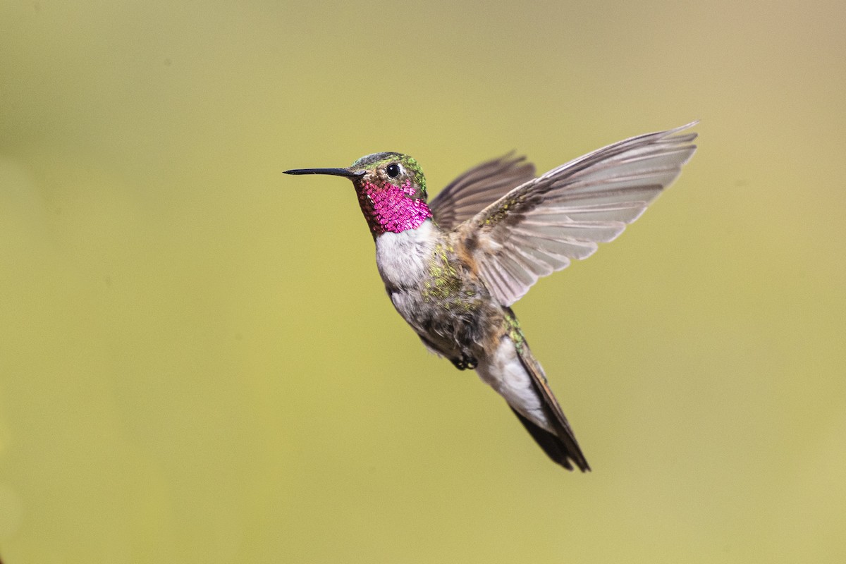 Broad-tailed Hummingbird - ML355074001