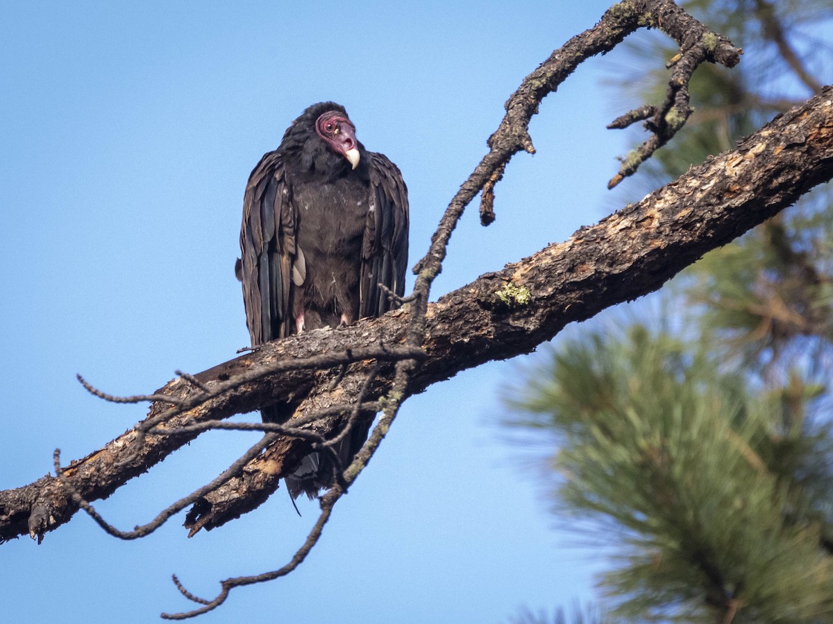 Turkey Vulture - Stephen Knox