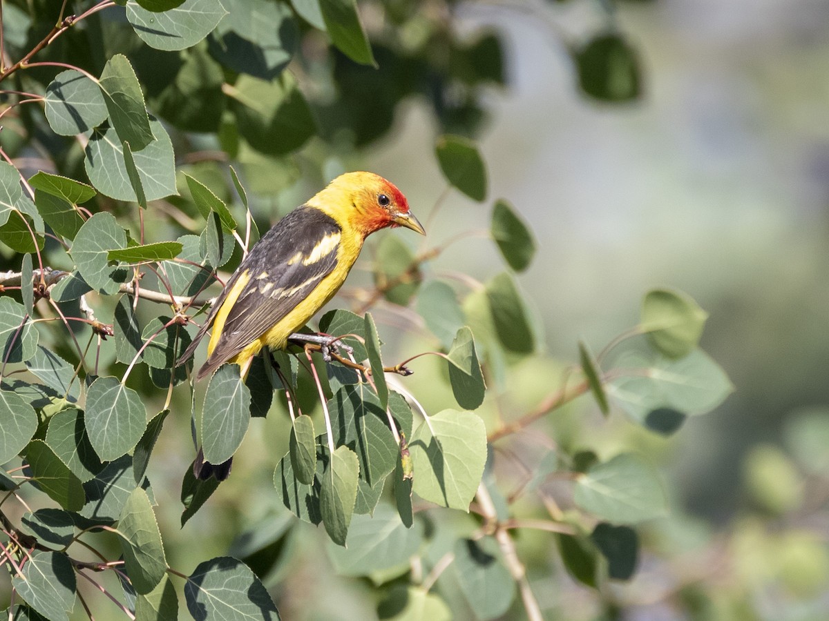 Western Tanager - Stephen Knox