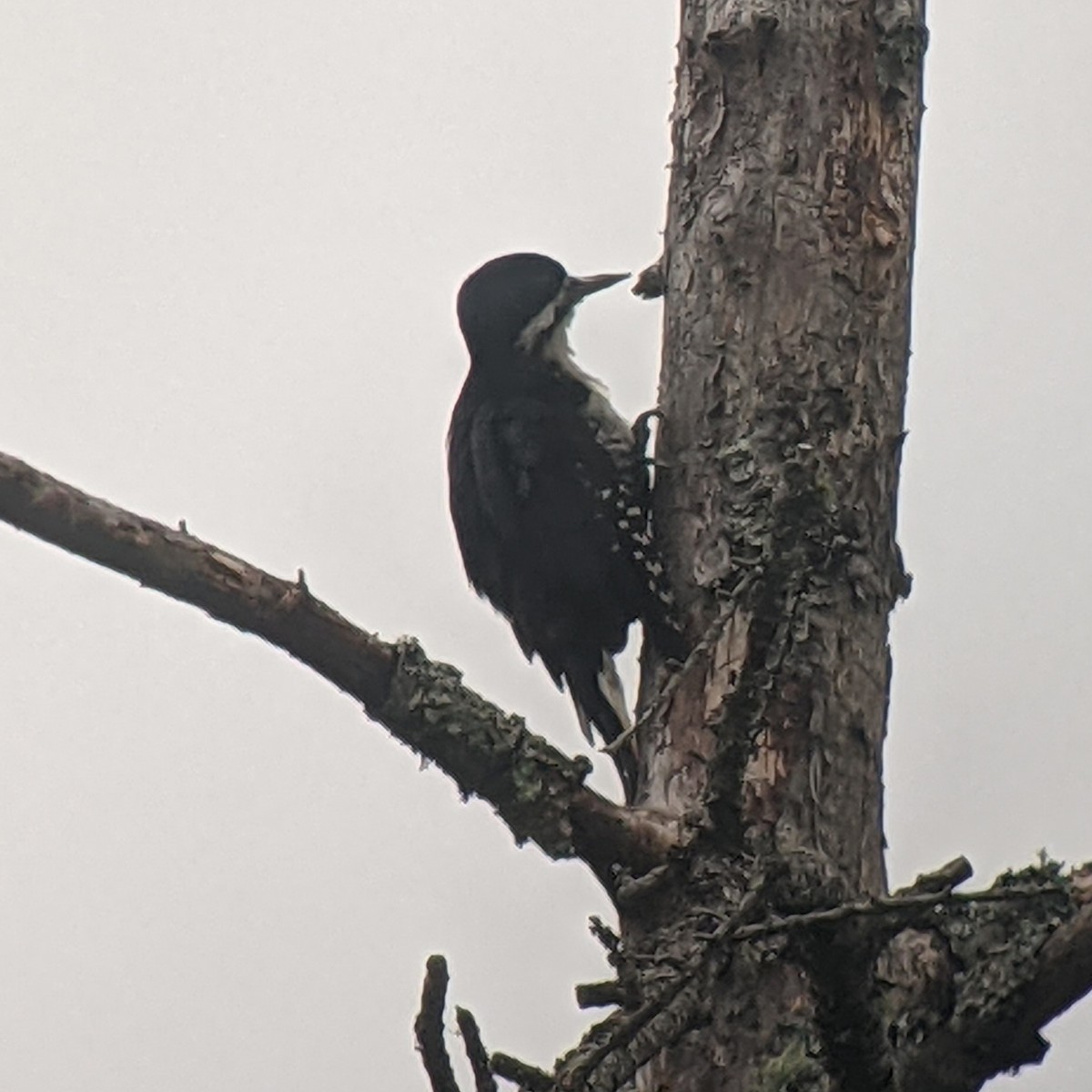 Black-backed Woodpecker - ML355085261
