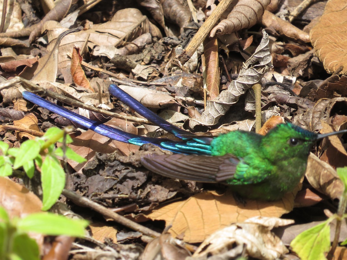Long-tailed Sylph - ML355087071
