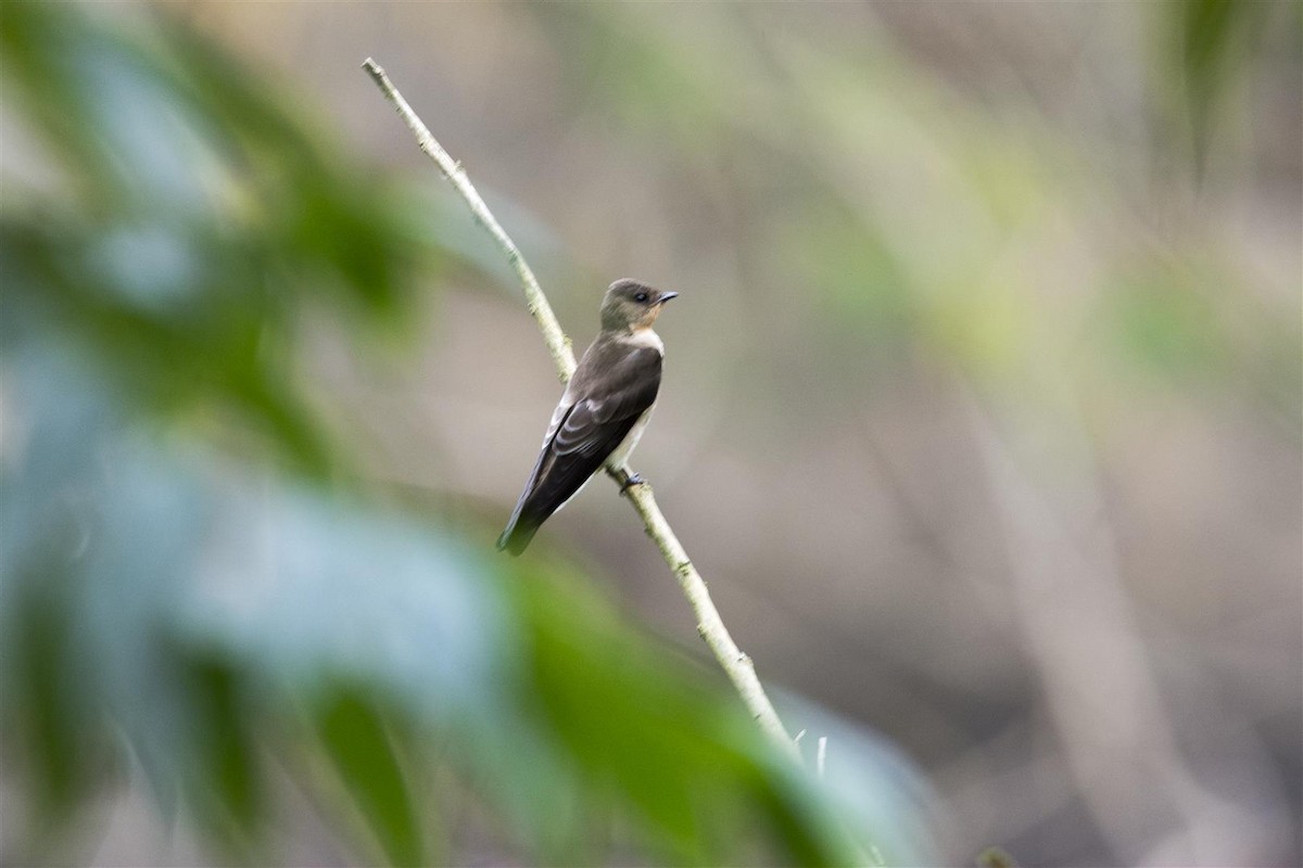 Southern Rough-winged Swallow - ML35509061