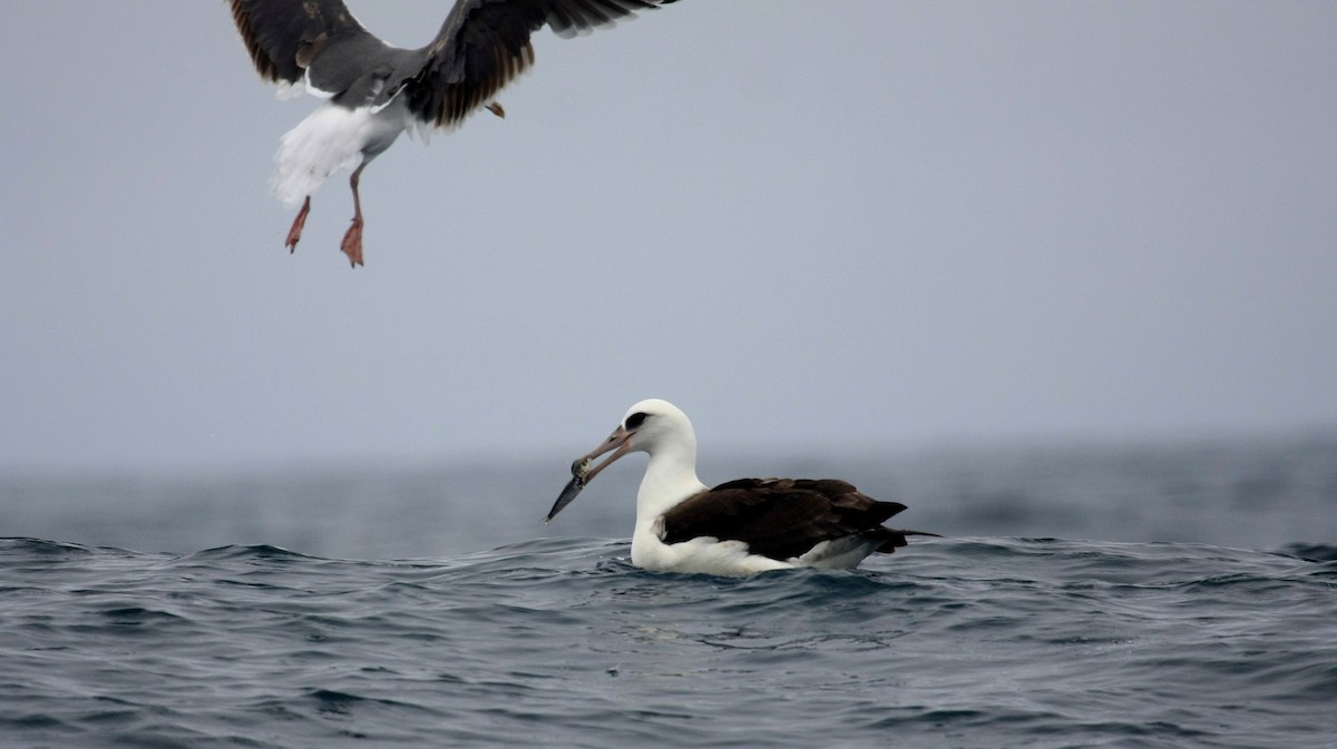 Laysan Albatross - Tim Lenz