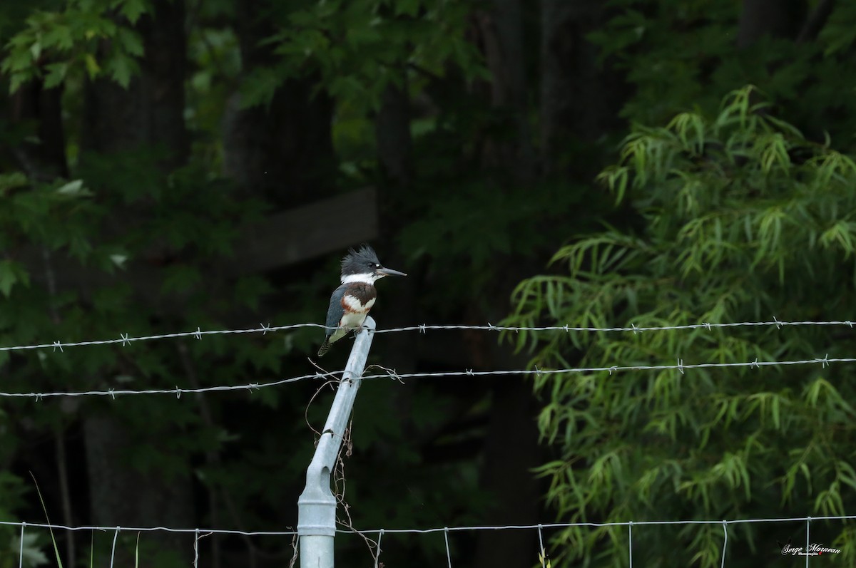 Belted Kingfisher - ML355094401