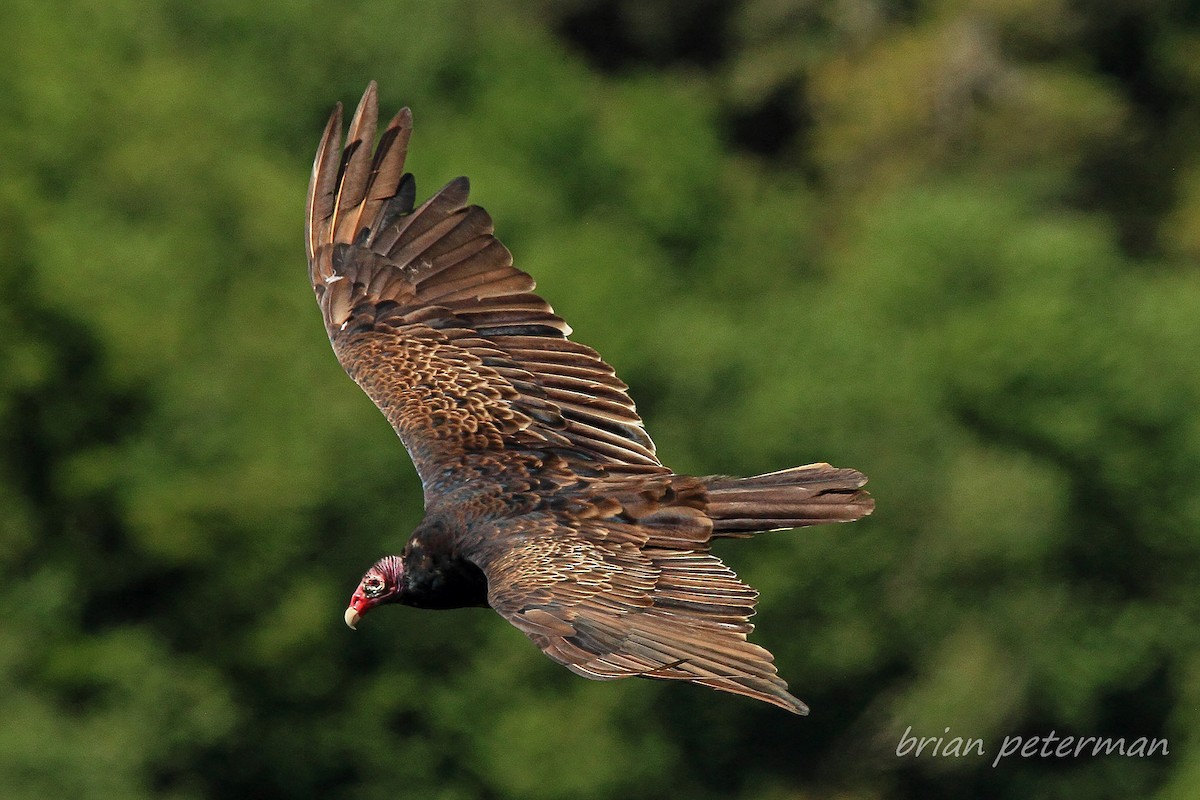 Turkey Vulture - Brian Peterman
