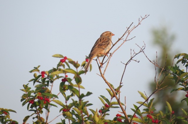 Clay-colored x Field Sparrow (hybrid) - ML355096161