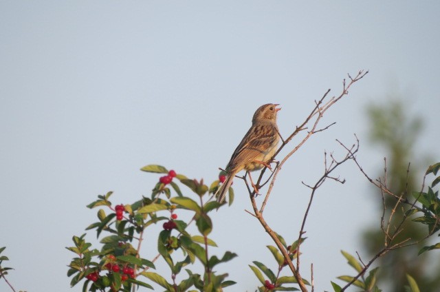 Clay-colored x Field Sparrow (hybrid) - ML355096171