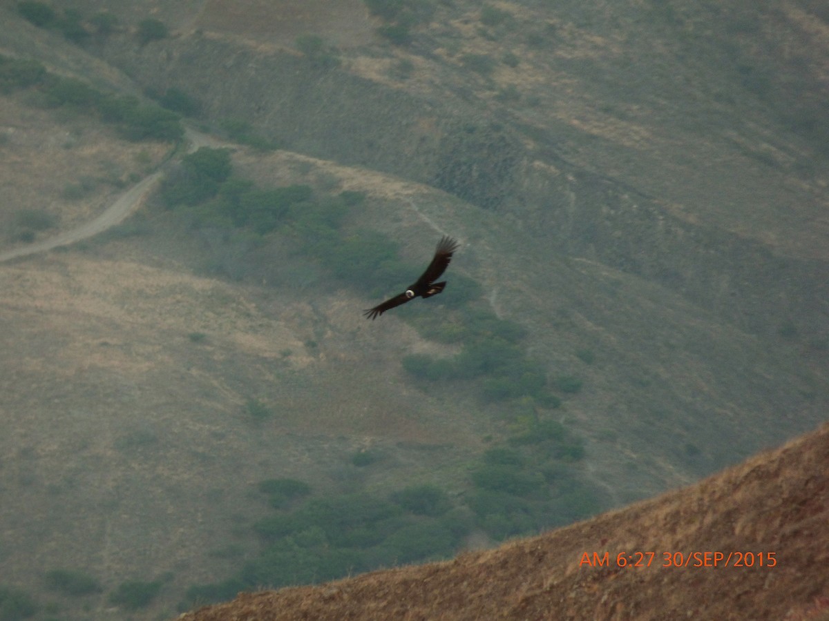 Andean Condor - ML35509651