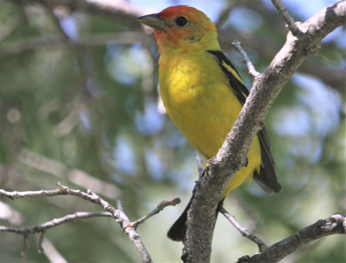 Western Tanager - ML355098301