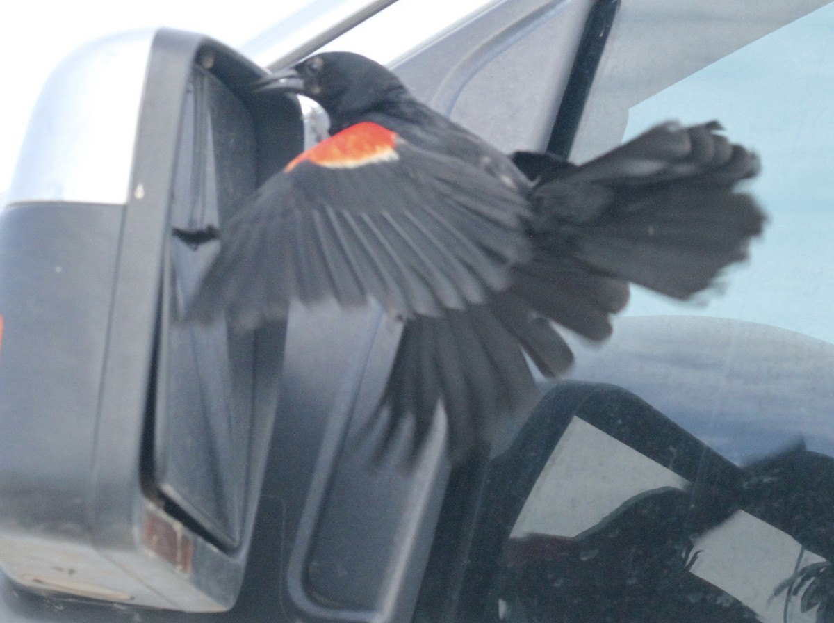 Red-winged Blackbird - ML355099101