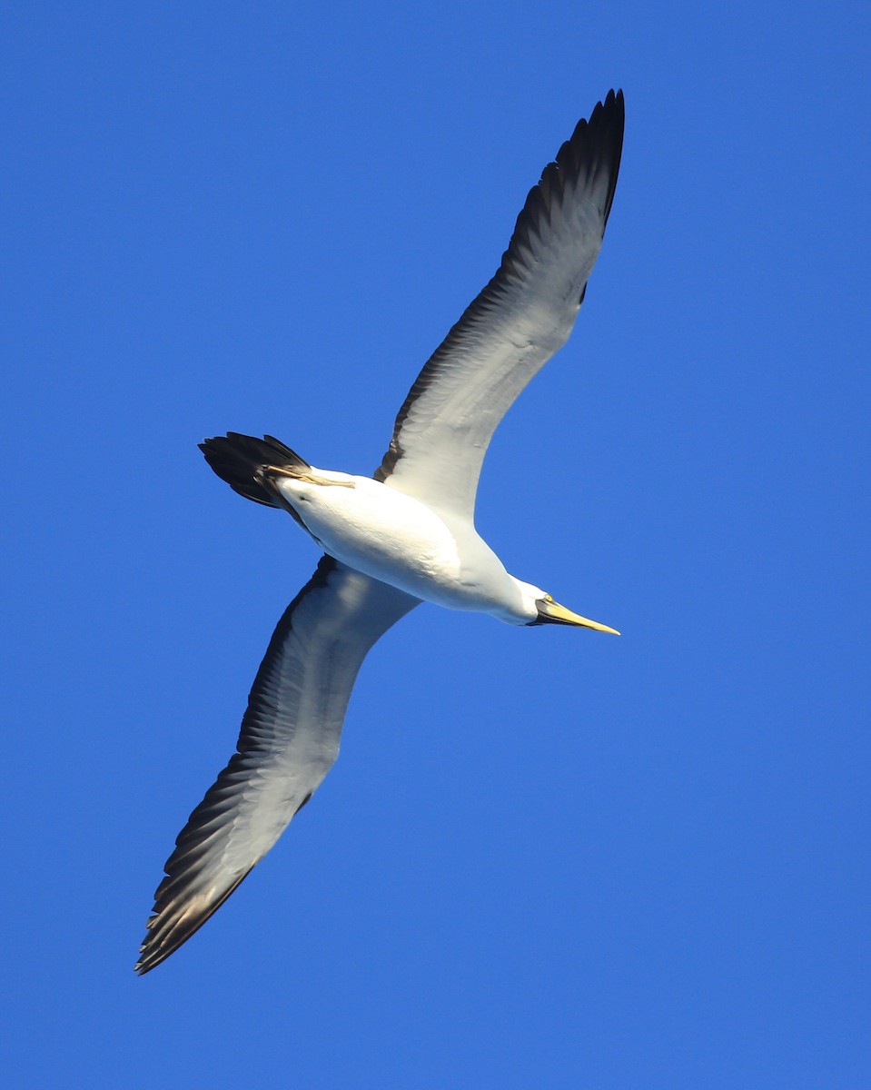 Masked Booby - ML35509931