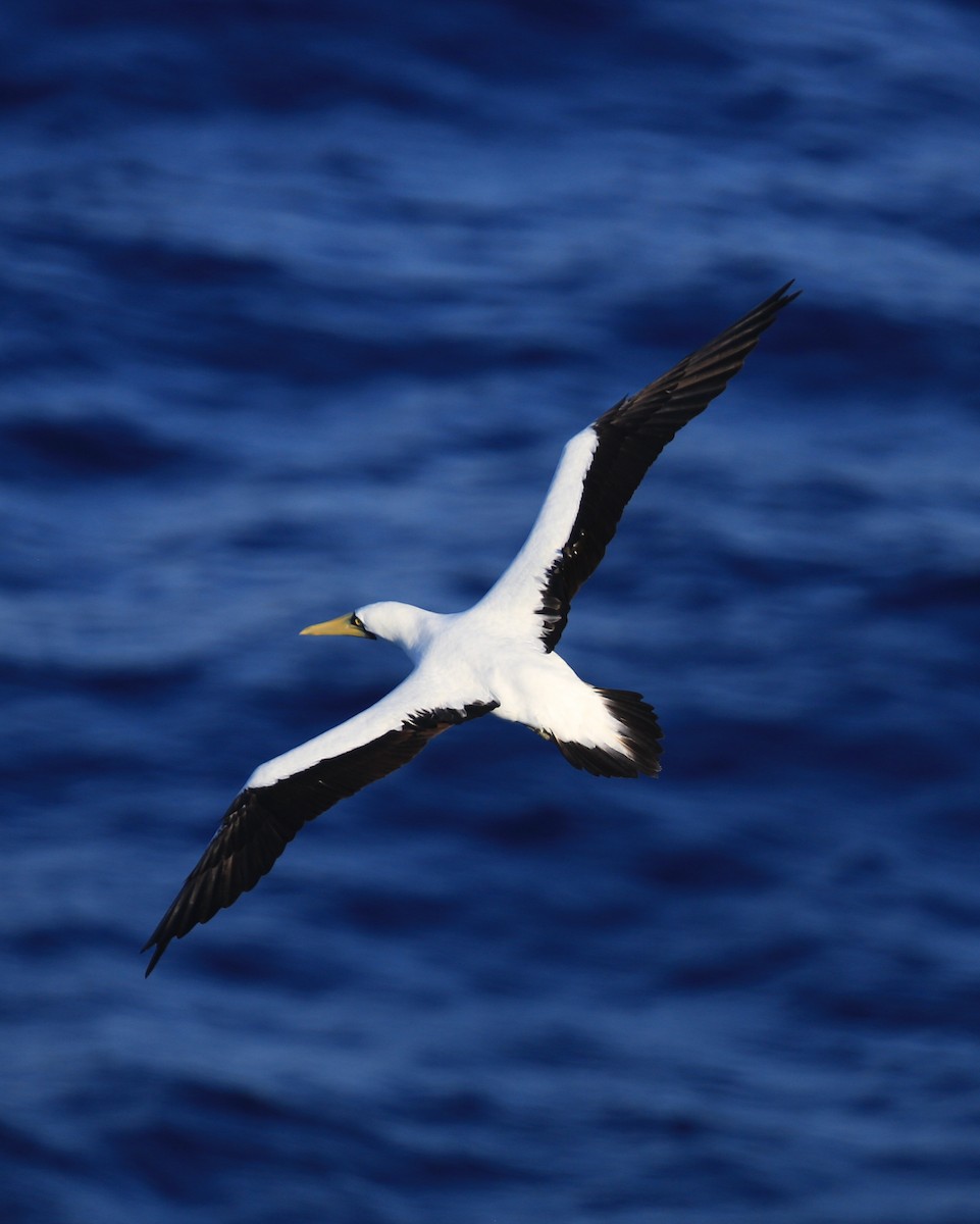 Masked Booby - ML35509951