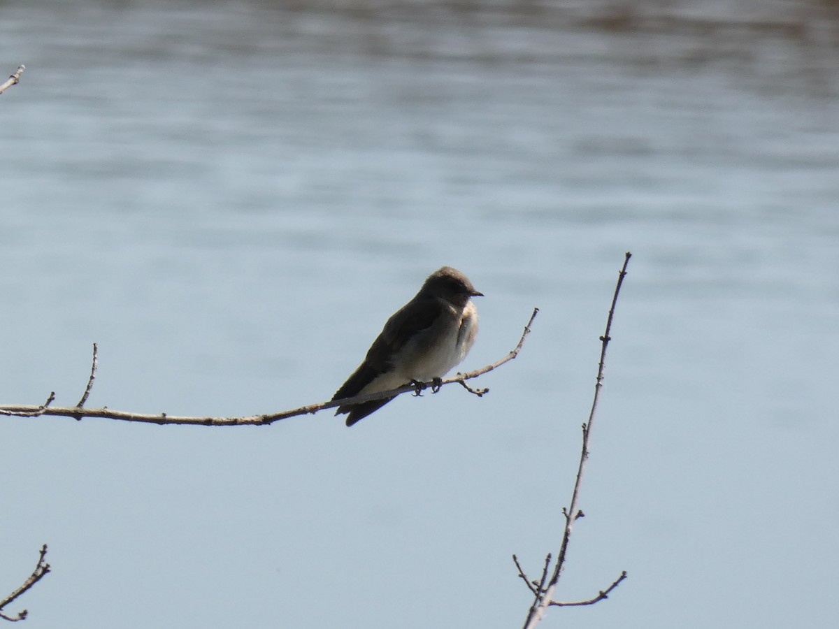 Northern Rough-winged Swallow - ML355100651