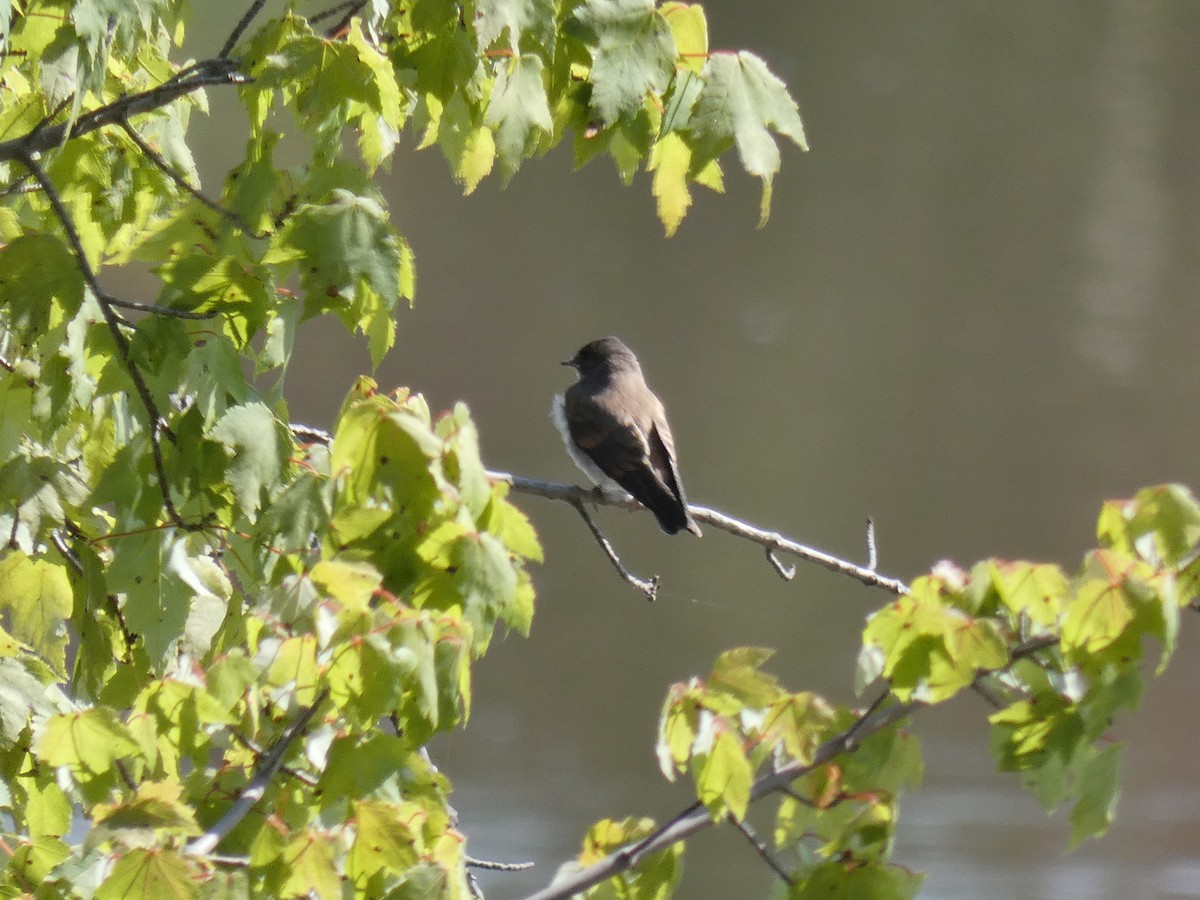 Northern Rough-winged Swallow - ML355100781