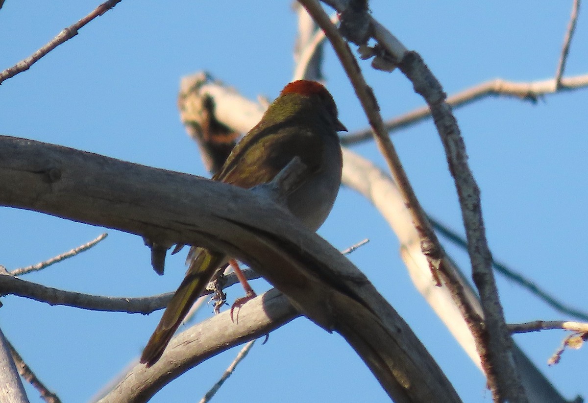 Green-tailed Towhee - Ted Floyd
