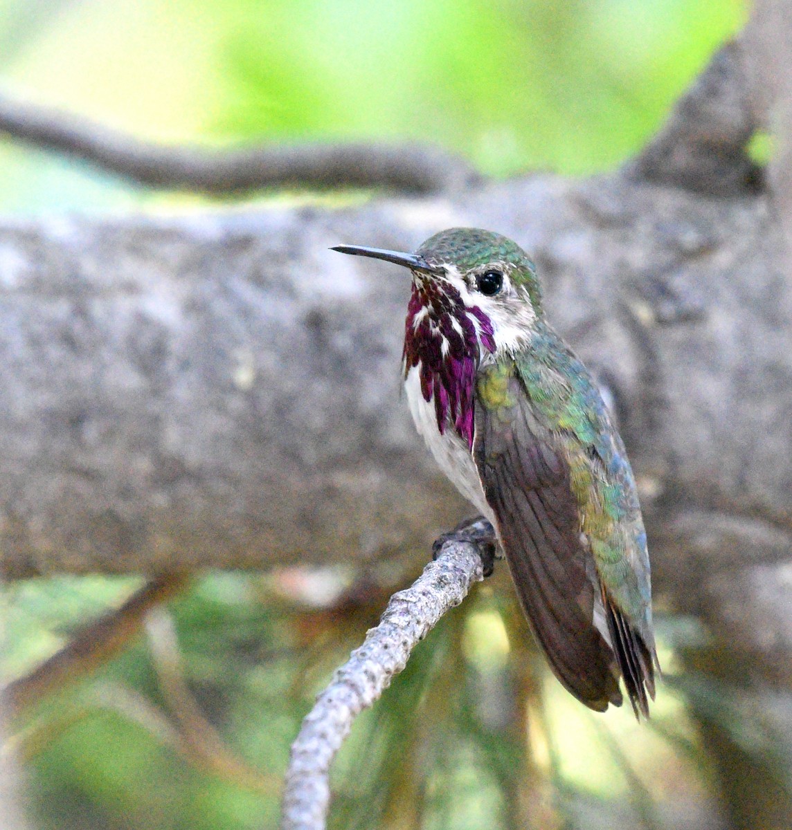 Calliope Hummingbird - ML355109891