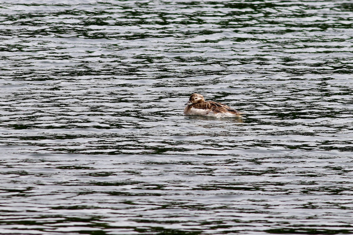 Long-tailed Duck - ML355115721