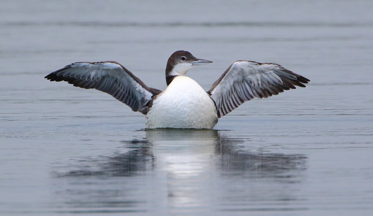 Common Loon - Terry Mitchell