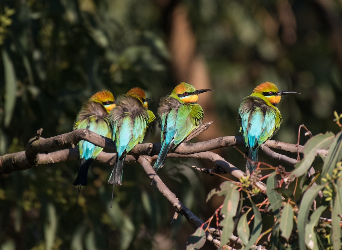 Rainbow Bee-eater - ML355126031