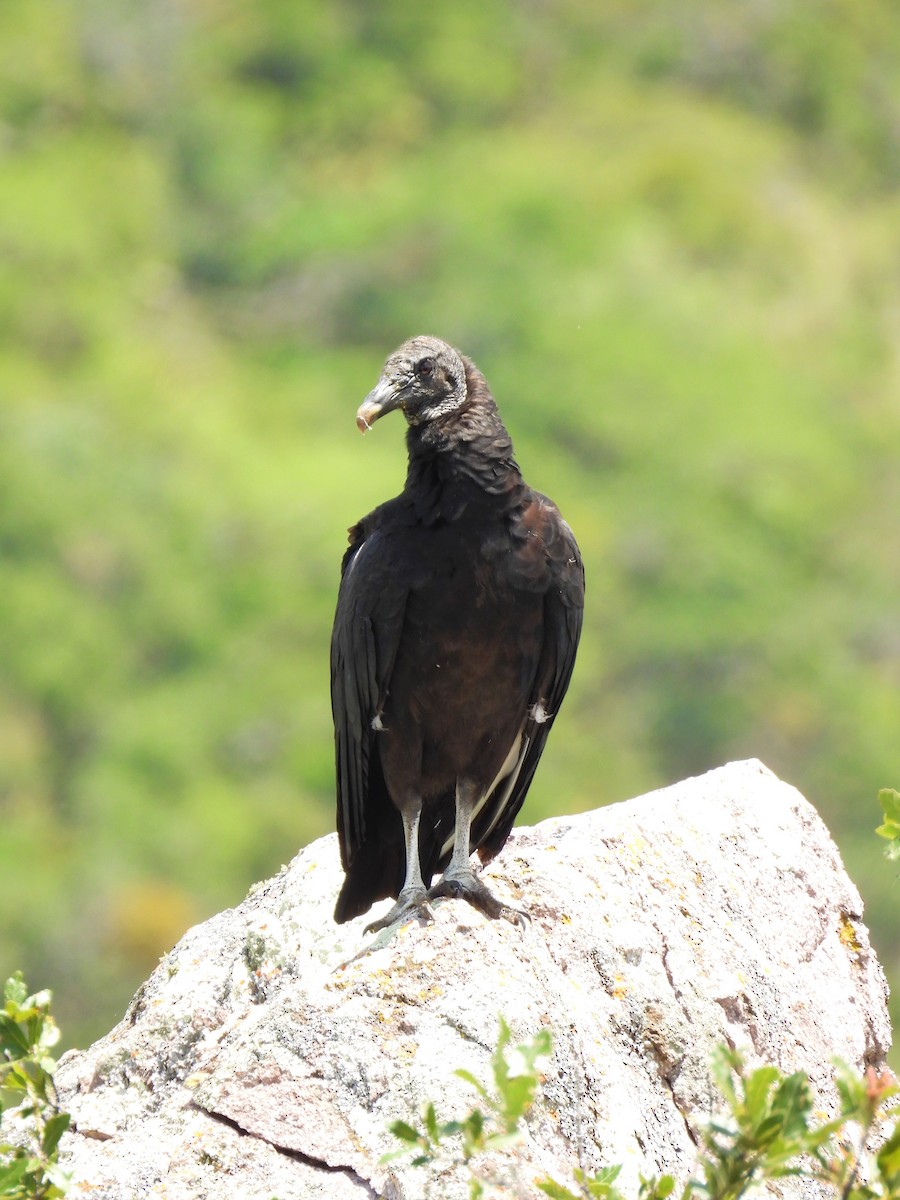 Black Vulture - ML355130411