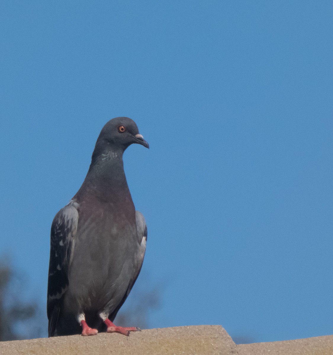 Pigeon biset (forme domestique) - ML355131991
