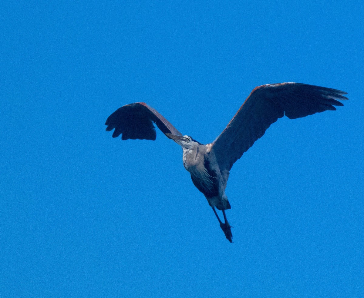 Great Blue Heron (Great Blue) - Braxton Landsman