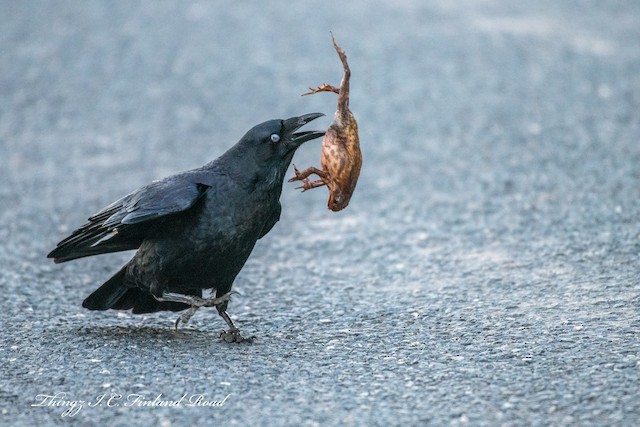 Identification Pitfalls--Crows and Ravens - eBird