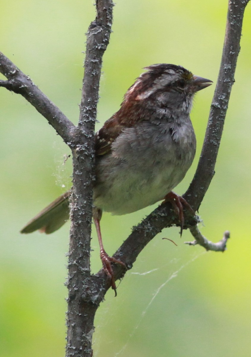 White-throated Sparrow - Irene Crosland