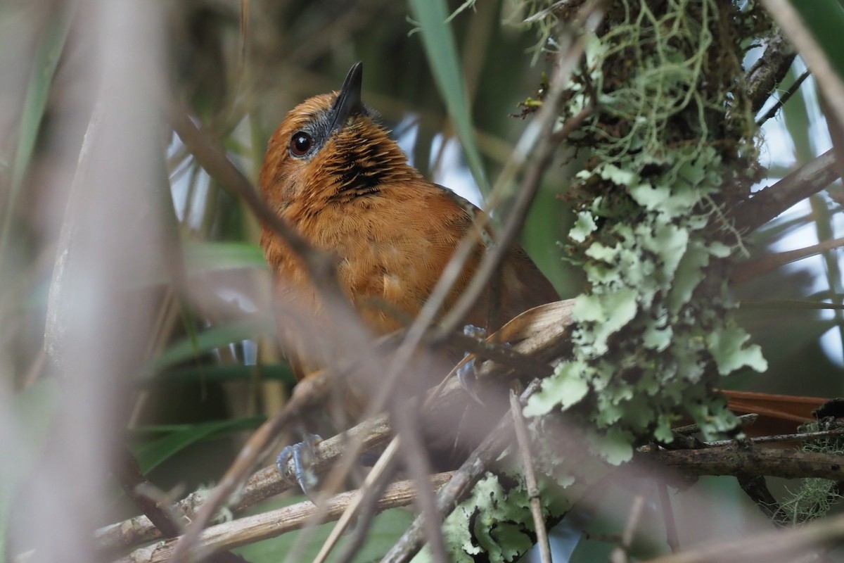 Rusty-headed Spinetail - ML355140171