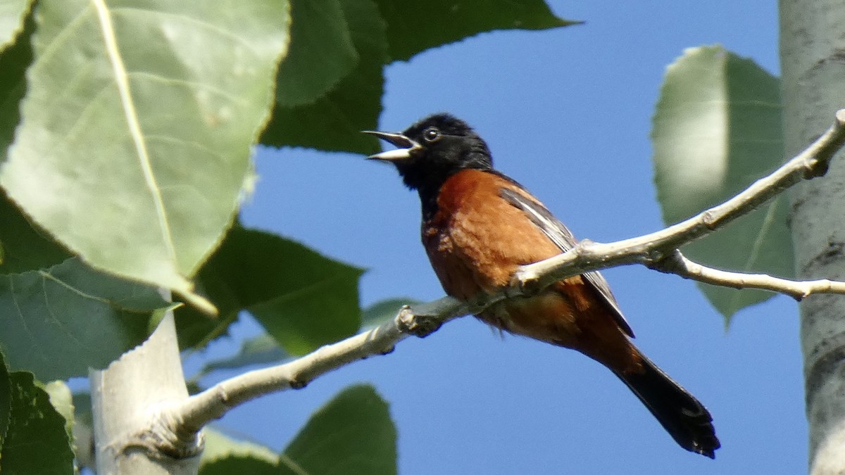 Orchard Oriole - ML355141291