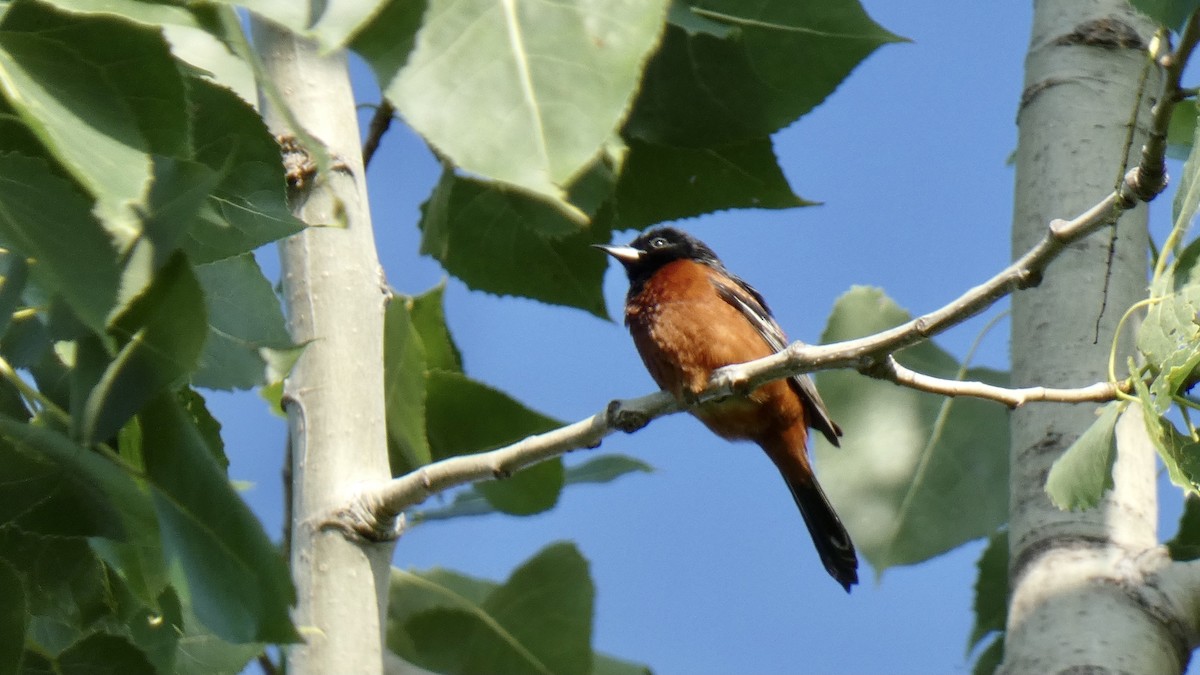 Orchard Oriole - ML355141301