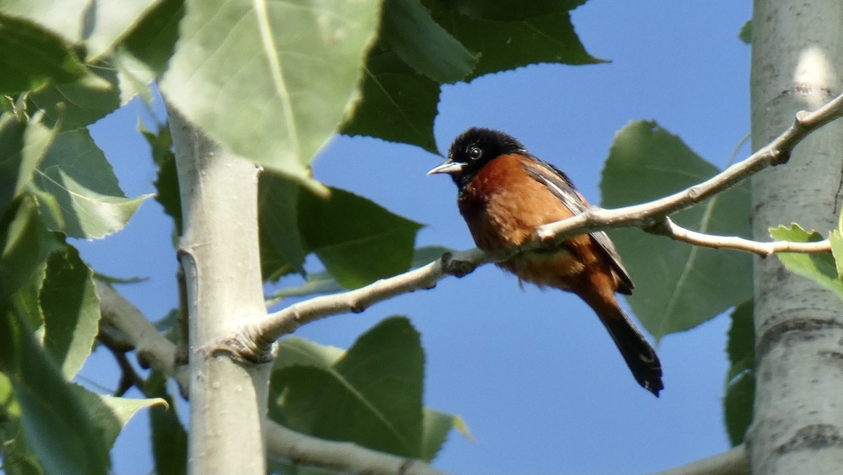 Orchard Oriole - ML355141321