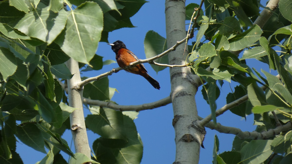 Orchard Oriole - Andy Brown