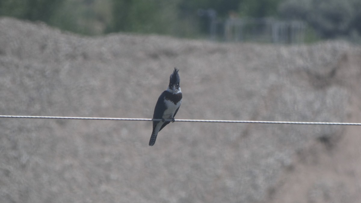 Belted Kingfisher - ML355144991